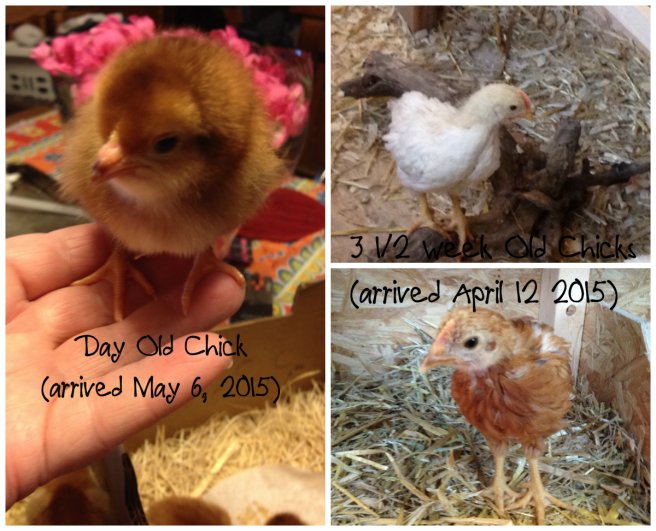 And now here's a comparing shot of the babies and the three week olds.  I am definitely GLAD I moved the older ones out of the box and into the coop!  They're huge compared to these little guys!